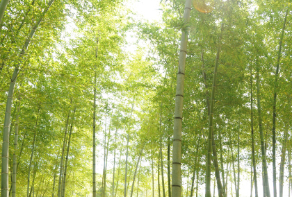 【大江ノ郷自然牧場ふるさと納税】八頭町の風景