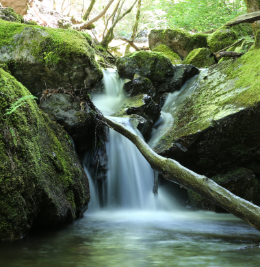 【大江ノ郷自然牧場ふるさと納税】鳥取県八頭町の豊かな自然