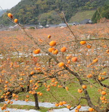 【大江ノ郷自然牧場ふるさと納税】八頭町の特産物