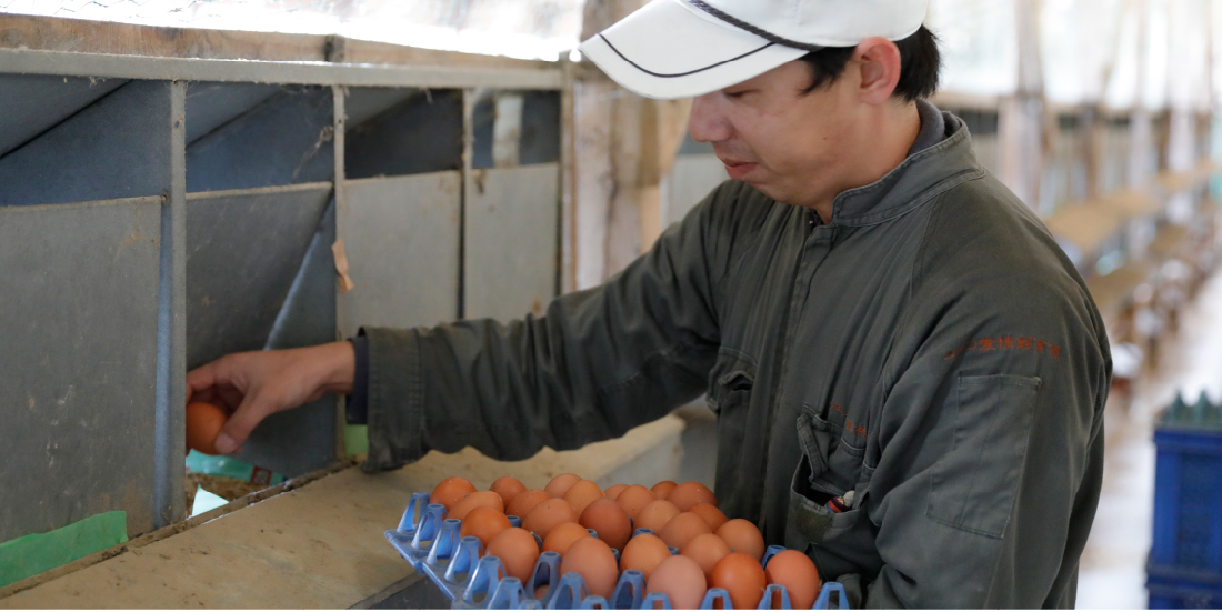 採卵当日の新鮮な平飼い鶏の卵を牧場から直送します