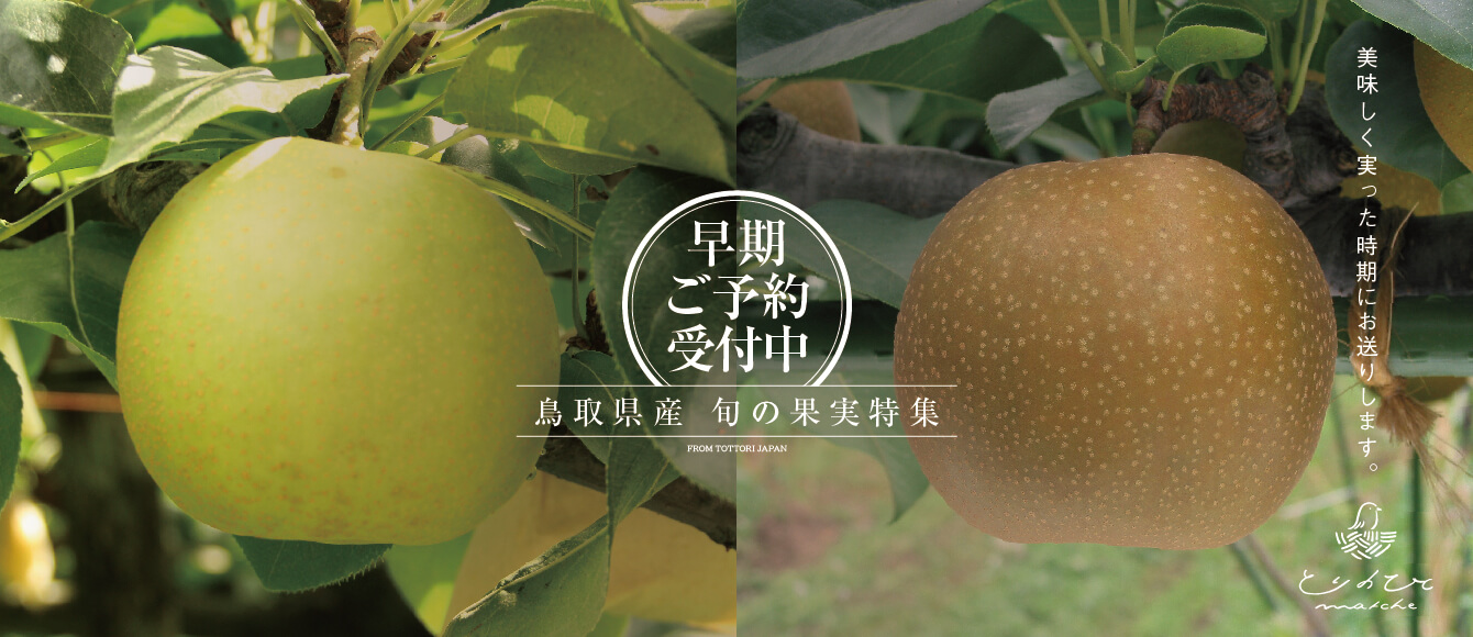 【早期ご予約受付中】鳥取県産の梨「新甘泉（しんかんせん）」「二十世紀梨（にじっせいきなし）」