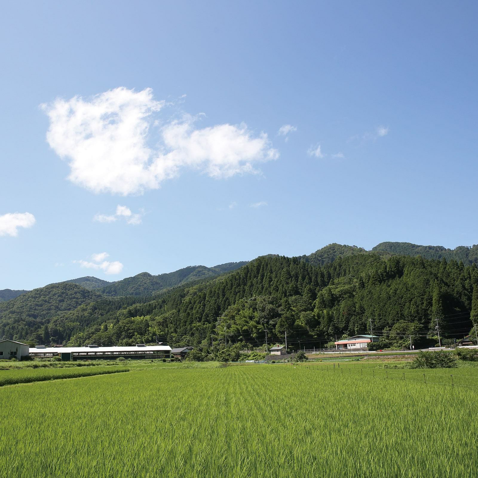 山に囲まれた自然豊かな環境で平飼い飼育する天美卵