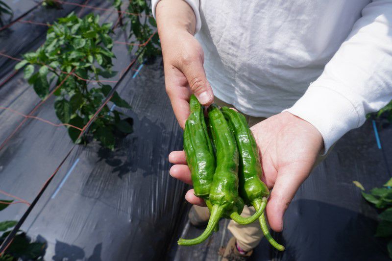 やまぐちくんの〈旬〉お野菜ボックス