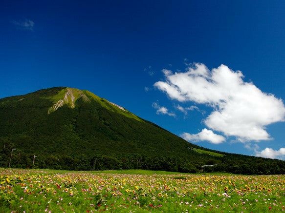 【大山Gビール】ヴァイツェン 6本