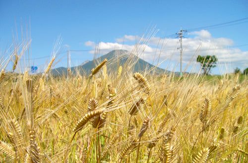 【大山Gビール】ヴァイツェン 6本