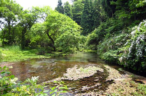 【大山Gビール】ヴァイツェン 6本