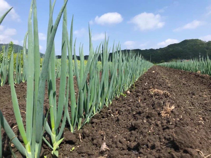 特製白ねぎ酢【白ねぎと米麹だけで仕上げたねぎの旨みたっぷりのお酢】