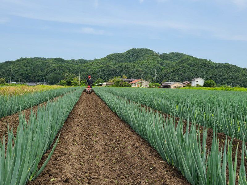 特製白ねぎ酢【白ねぎと米麹だけで仕上げたねぎの旨みたっぷりのお酢】