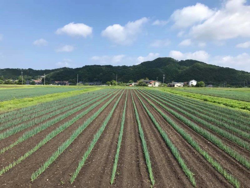 白ねぎ香る白ねぎぽん酢