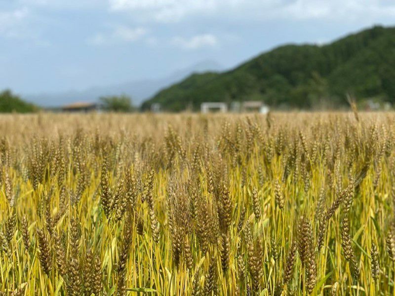 鳥取県産大山こむぎ パンケーキミックス粉 600g