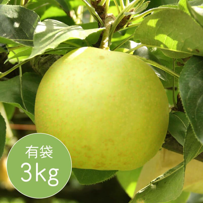 二十世紀梨　有袋3kg | 大江ノ郷自然牧場