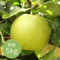  二十世紀梨　有袋5kg