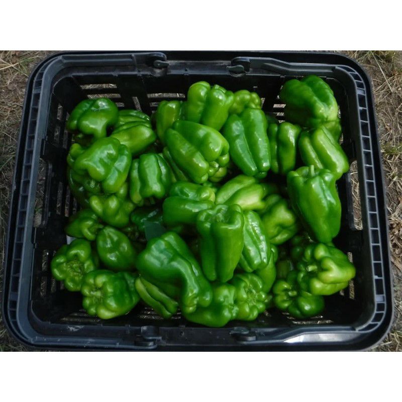 いのちの土の農園 旬の野菜Mセット | 大江ノ郷自然牧場