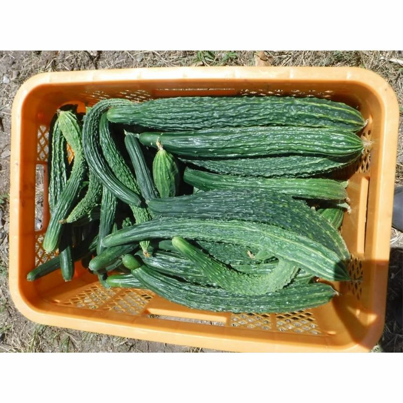 自然栽培の野菜セット（Mセット）