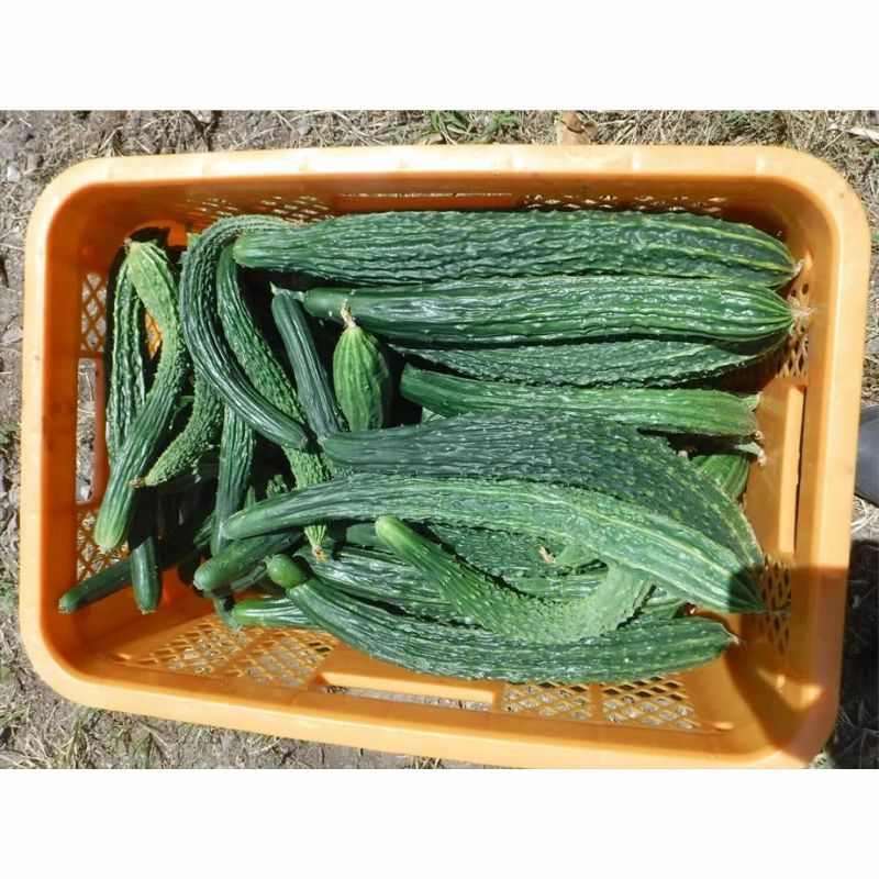 自然栽培の野菜セット（Mセット）