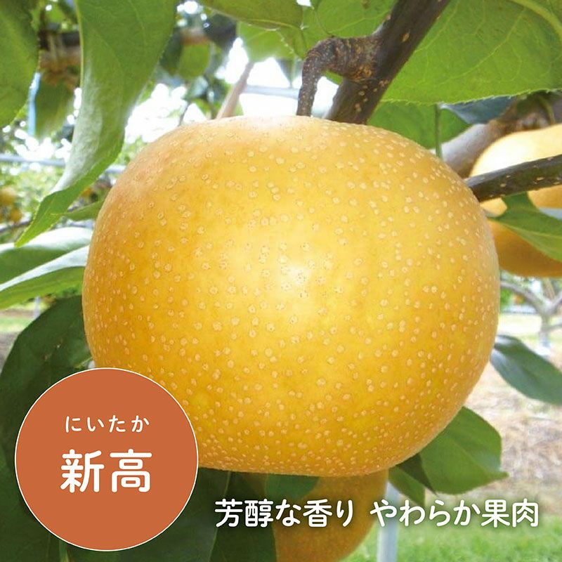 新高 5㎏
