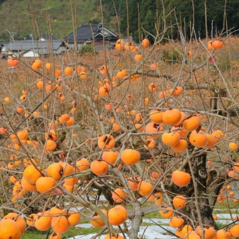 【ご家庭用】花御所柿2.5㎏