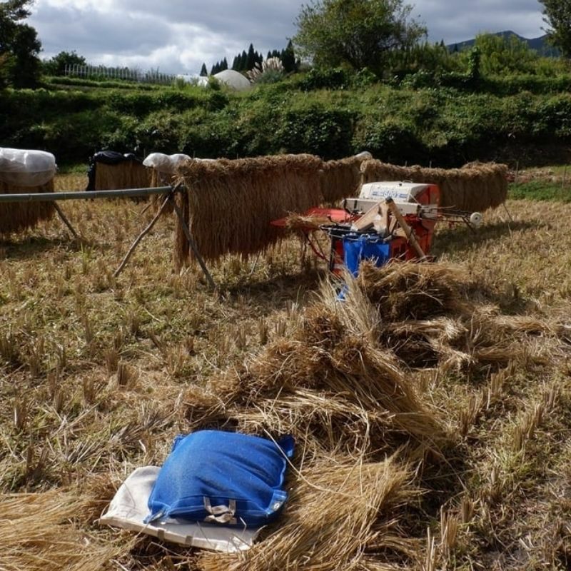 自然栽培・天日干しのお米（玄米）穂増 5kg | 大江ノ郷自然牧場