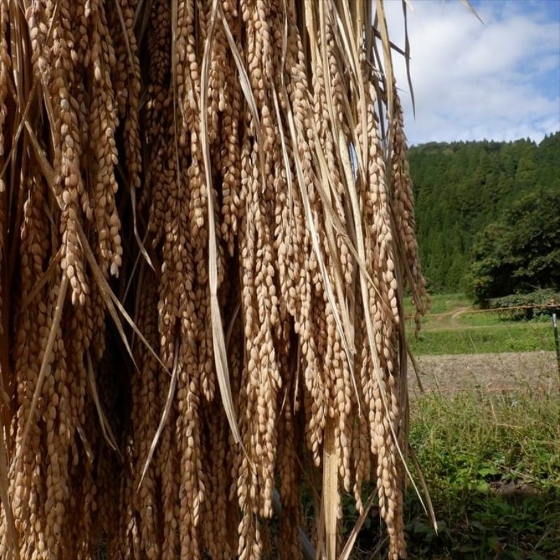 自然栽培・天日干しのお米（玄米）穂増　5kg