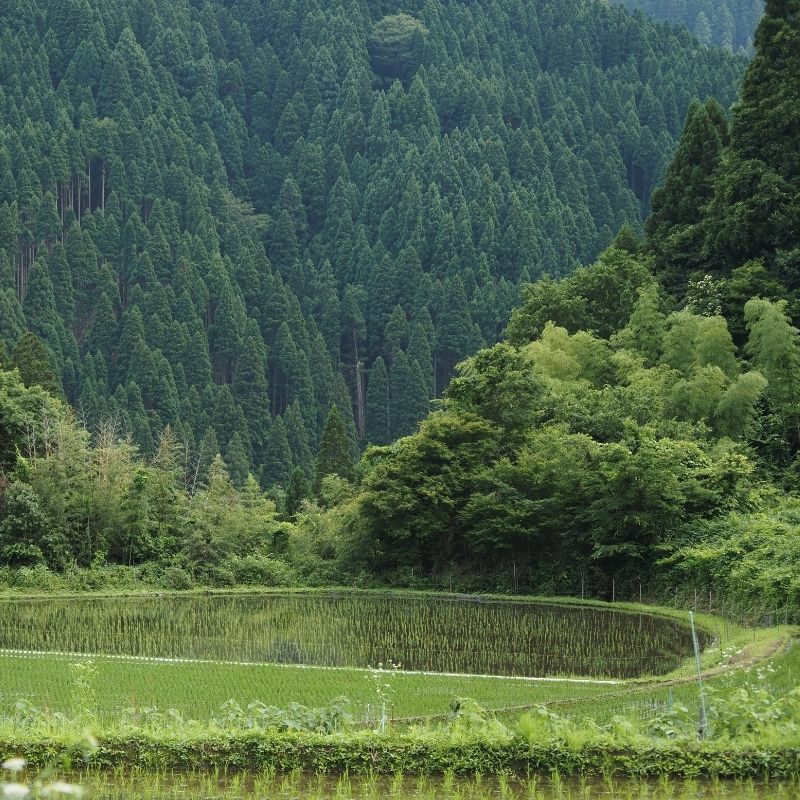 自然栽培・天日干しのお米（玄米）穂増 5kg | 大江ノ郷自然牧場