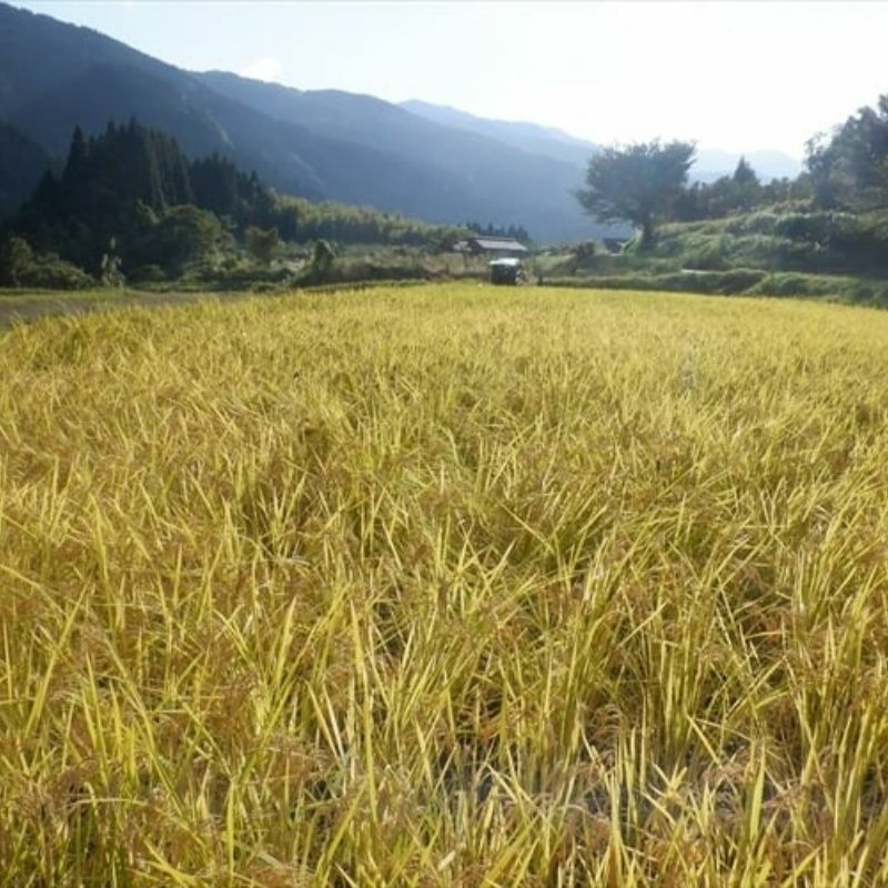自然栽培・天日干しのお米（玄米）旭　5㎏
