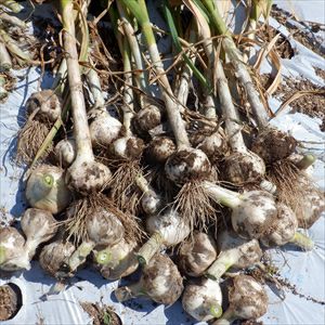 自然栽培の生ニンニク 1kg | 大江ノ郷自然牧場