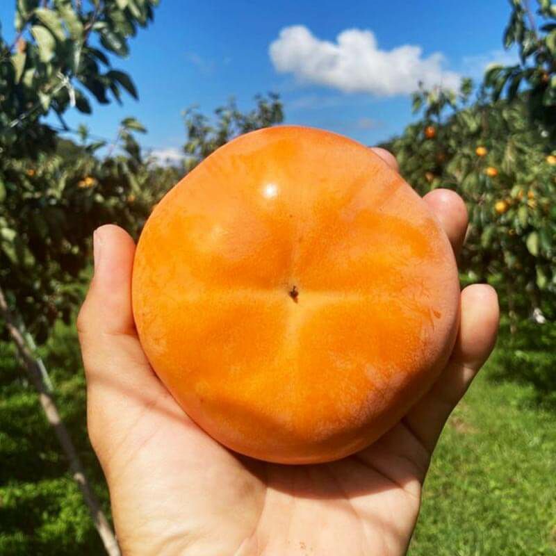 【ご家庭用】輝太郎柿 3kg