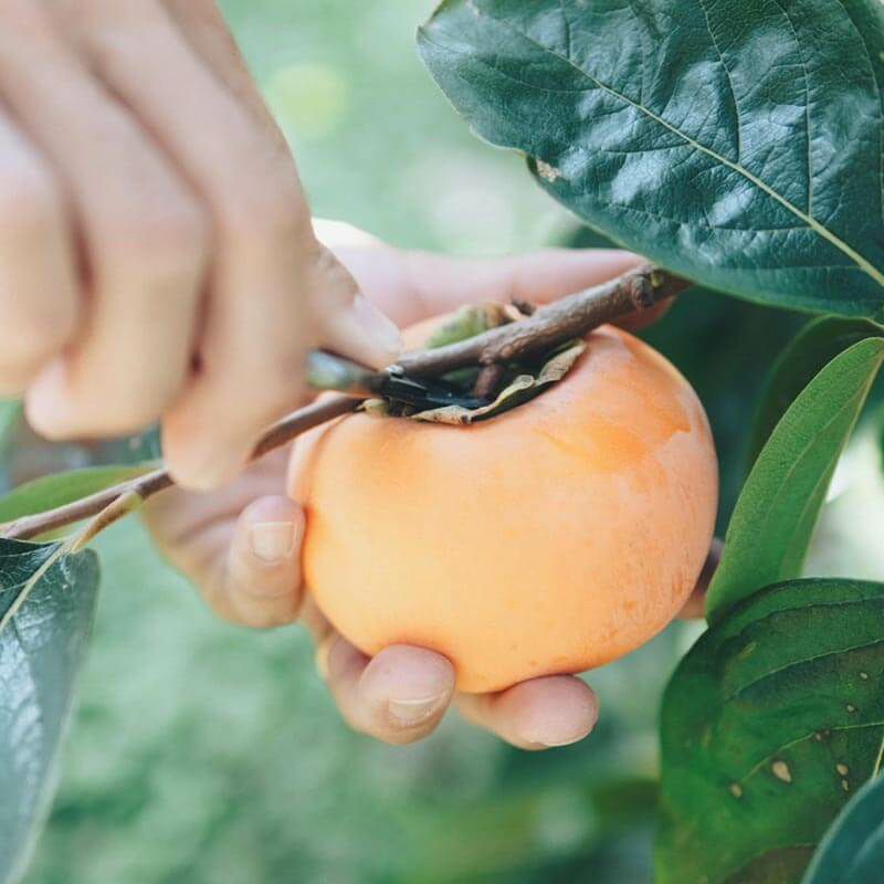 【ご家庭用】輝太郎柿 3kg