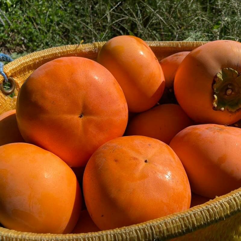 【ご家庭用】輝太郎柿 3kg