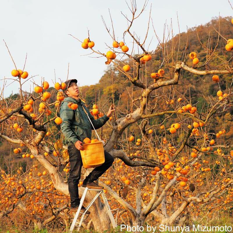 【ご家庭用】輝太郎柿 3kg