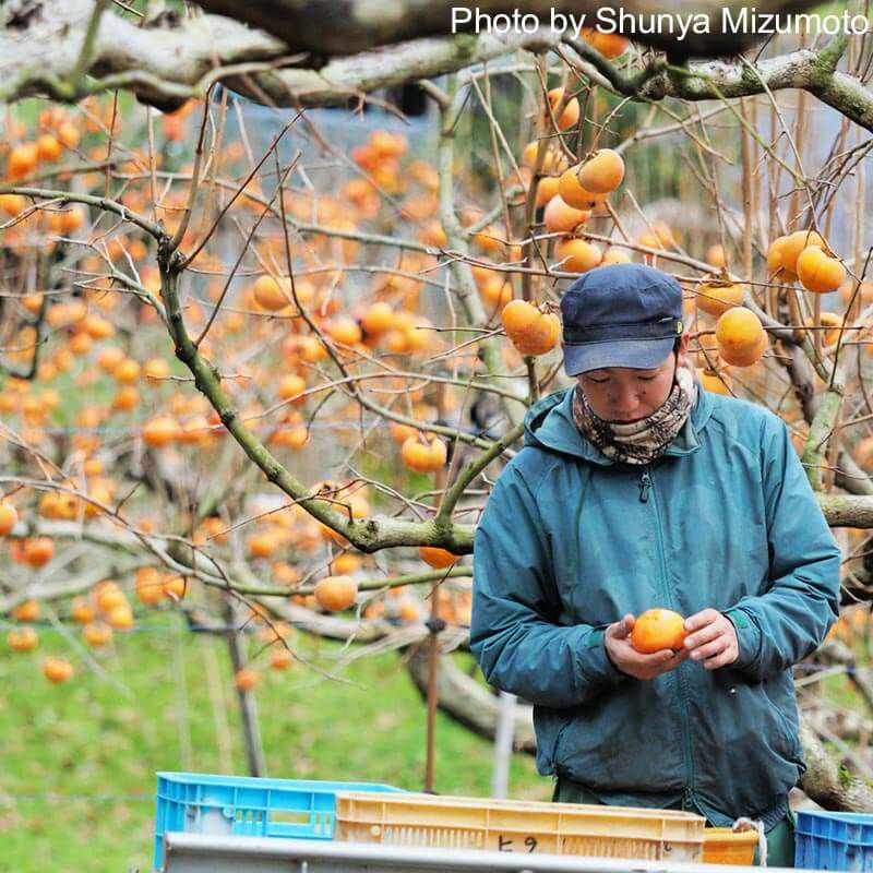 【ご家庭用】輝太郎柿 3kg