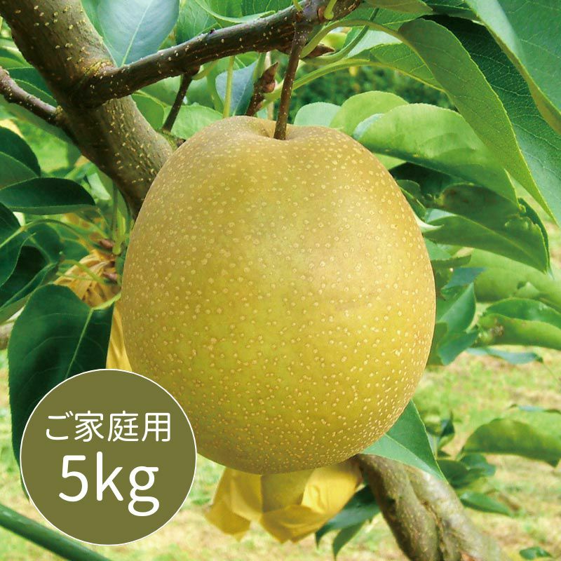 王秋　ご家庭用5kg