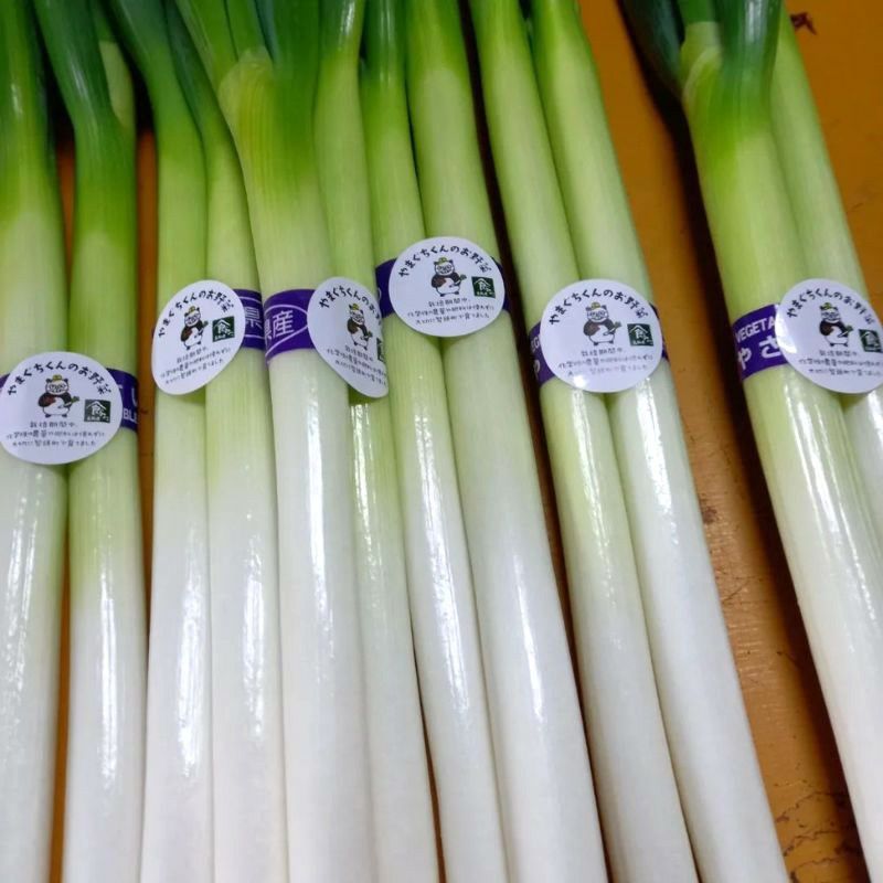 やまぐちくんの白ネギ3kg