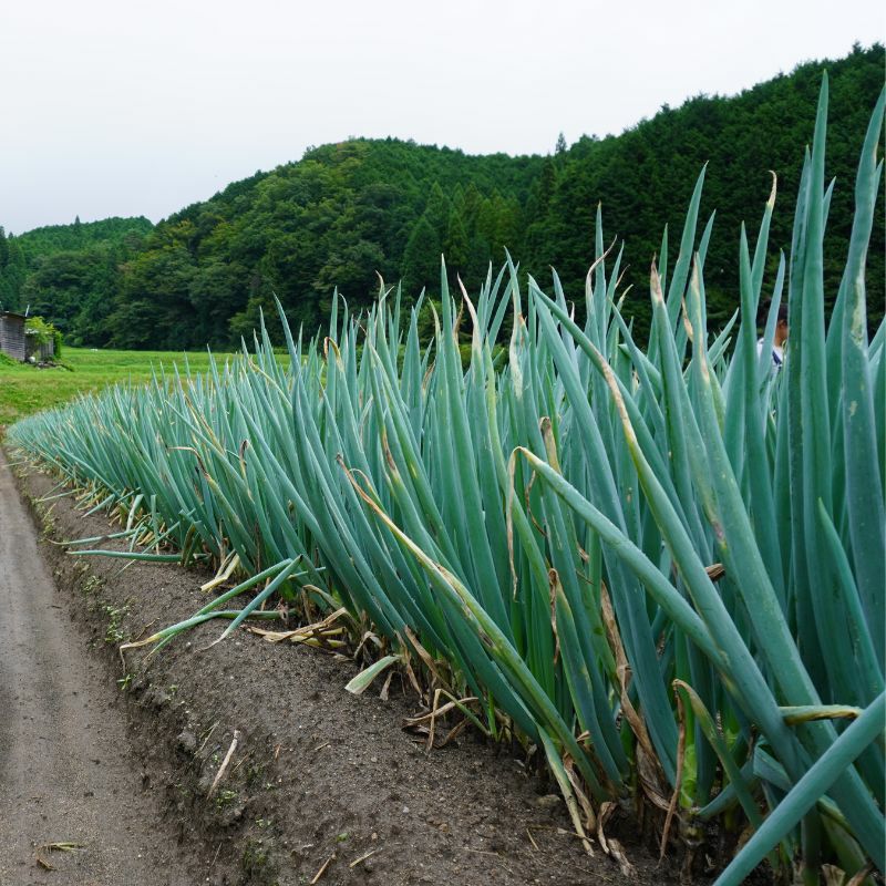 やまぐちくんの白ネギ(畑の様子)