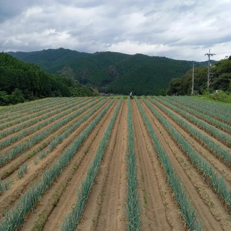 やまぐちくんの白ネギ(畑の様子)