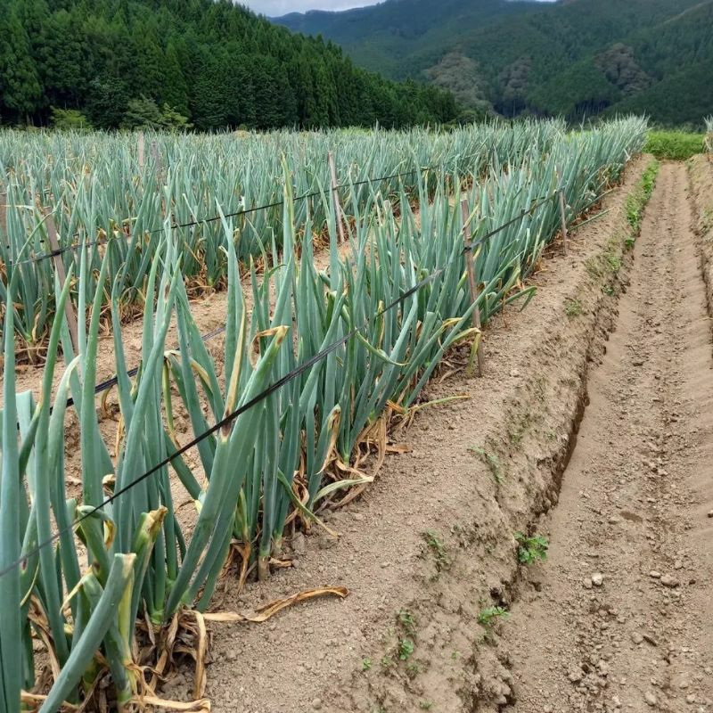 やまぐちくんの白ネギ(畑の様子)