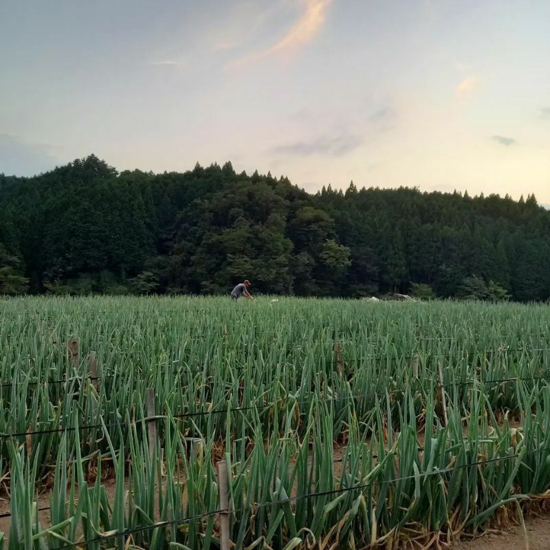 やまぐちくんの白ネギ(畑の様子)
