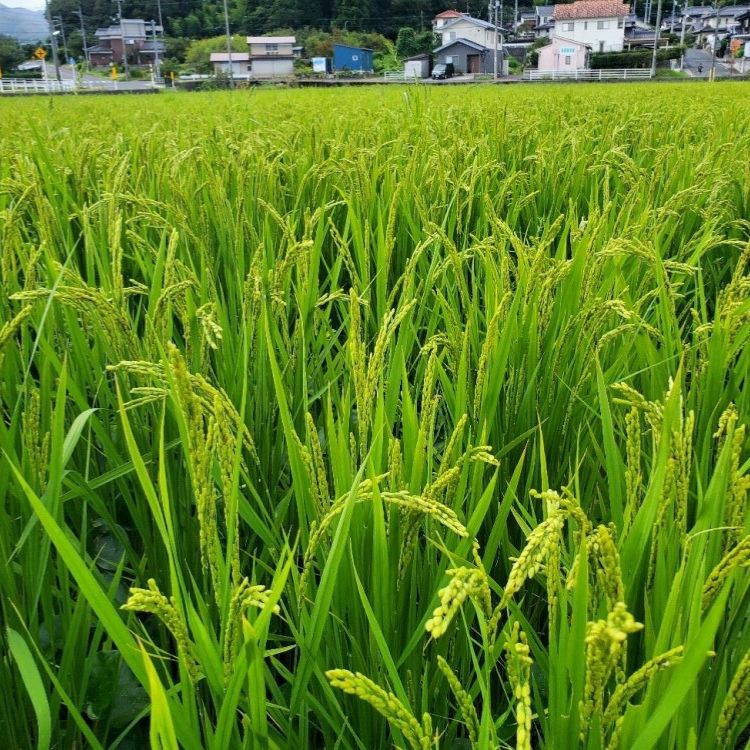 やず米・きぬむすめ(白米)5㎏ | 大江ノ郷自然牧場 やず米・きぬむすめ(白米)5㎏ | 大江ノ郷自然牧場