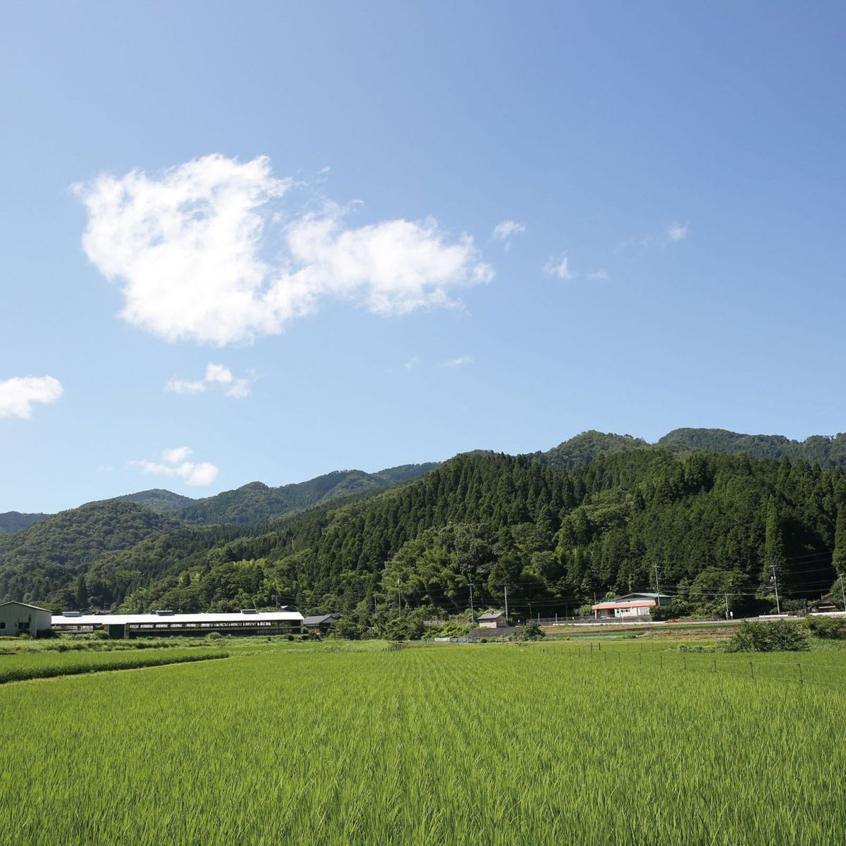 青空の下に広がる田園風景と山々｜天美卵の生産地 鳥取県八頭郡八頭町の豊かな自然