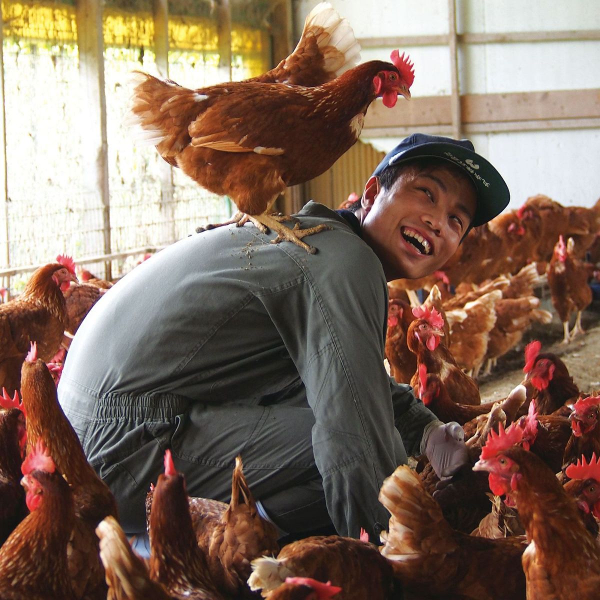 飼育スタッフとふれあう鶏たち｜天美卵の品質を支える愛情いっぱいの飼育環境