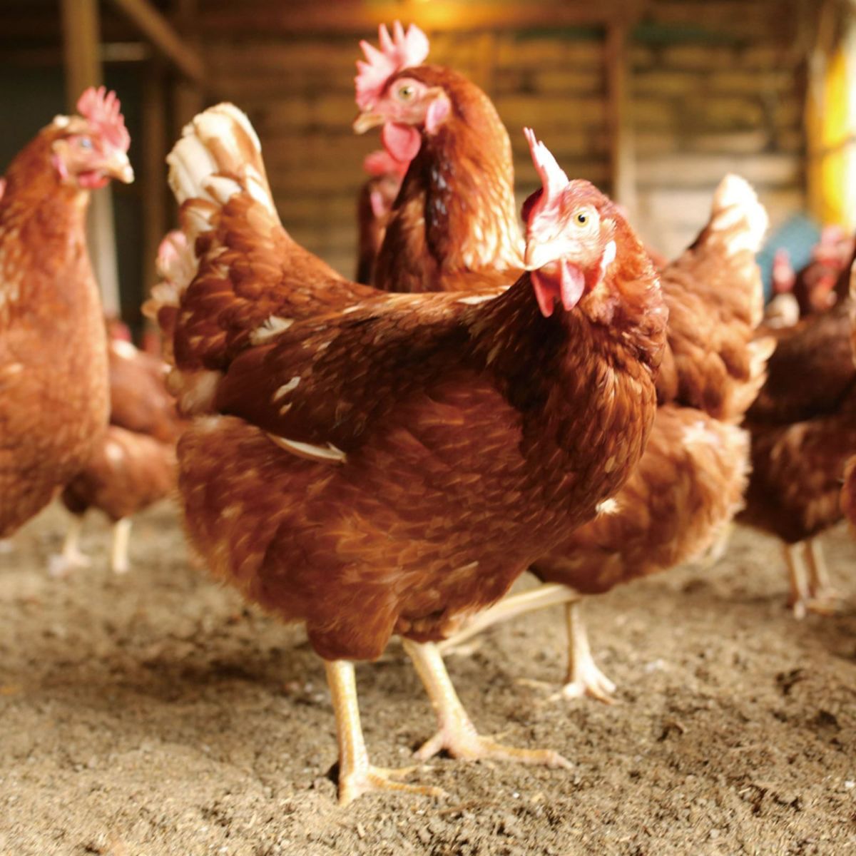 鶏舎で元気に歩き回る天美卵の鶏たち｜健康的な飼育環境が生む濃厚な味わい