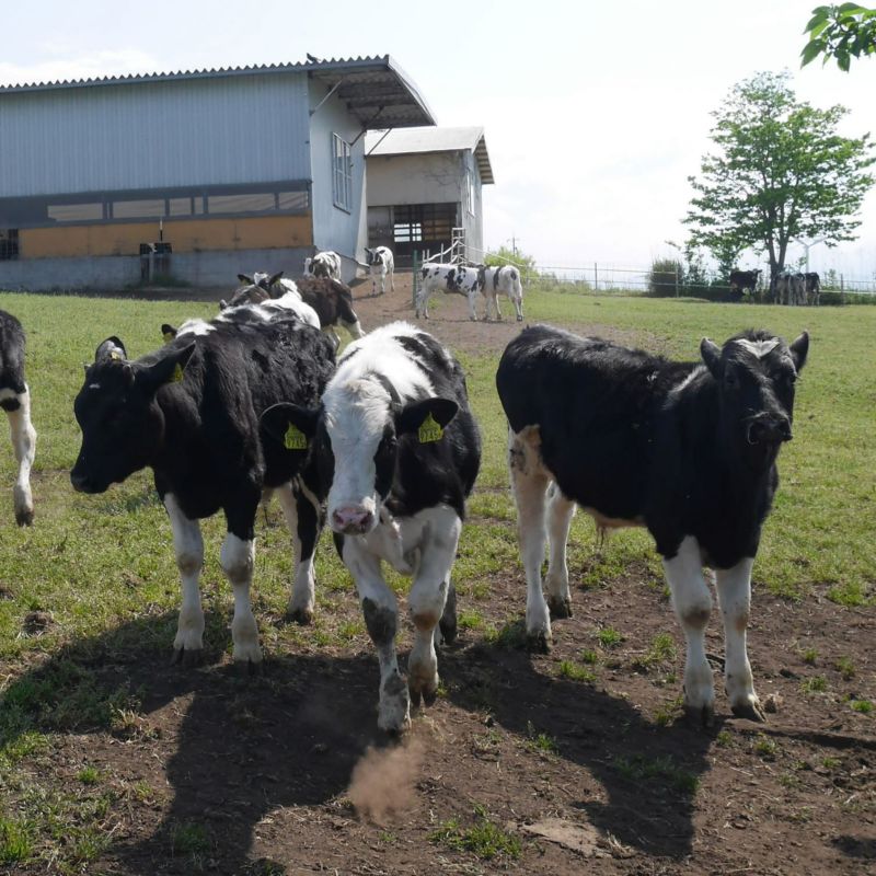 大江ノ郷ぷりん 初回限定お試し4個入りセット