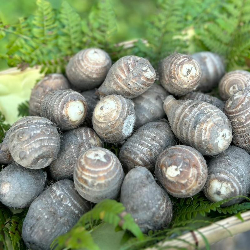 やまぐちくんの里いも 2kg