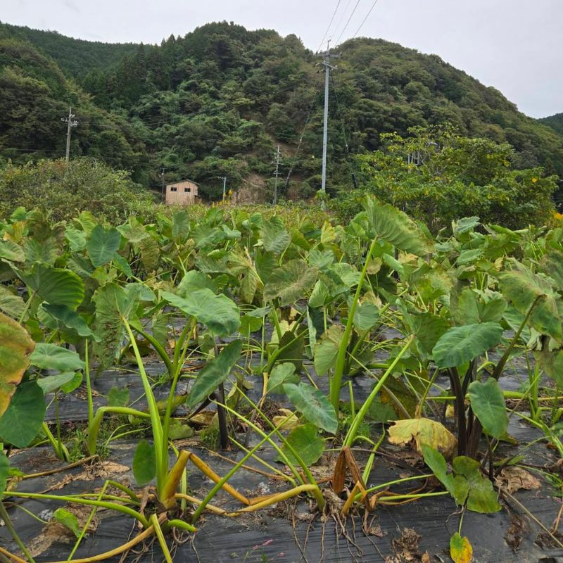 やまぐちくんの里いも 2kg