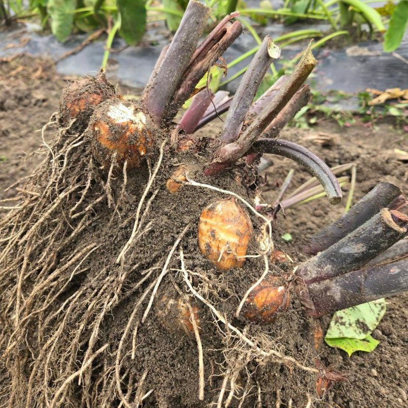 やまぐちくんの里いも 2kg